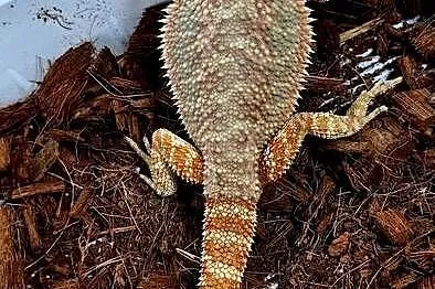 Agama brodata samiczka., Mazowieckie, Wołomin