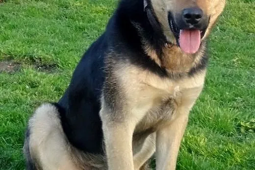 Pluto nie traci nadziei,  dolnośląskie Jelenia Gór