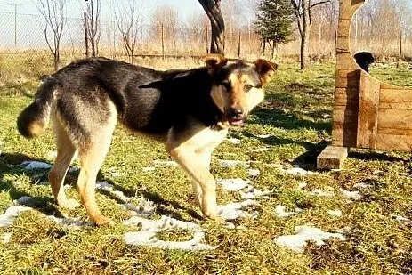 Pluto nie traci nadziei,  dolnośląskie Jelenia Gór