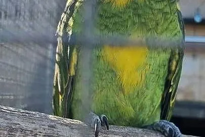 Amazonka niebieskoczelna samiec 24, Śląskie, Bystra