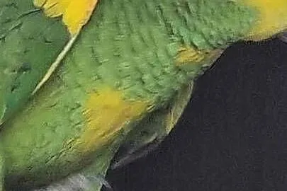 Amazonka niebieskoczelna samiec 24, Śląskie, Bystra