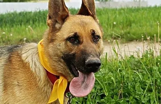 Chloe piękna sunia w typie owczarka niemieckiego.,