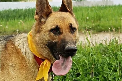 Chloe piękna sunia w typie owczarka niemieckiego.,