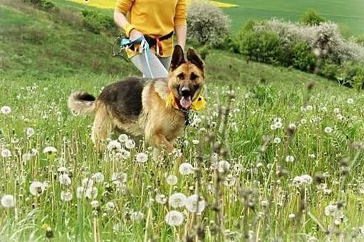Chloe piękna sunia w typie owczarka niemieckiego.,
