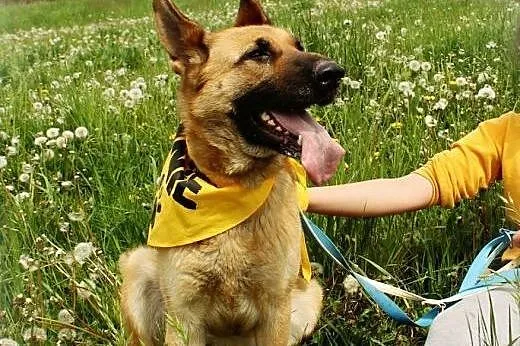 Chloe piękna sunia w typie owczarka niemieckiego.,