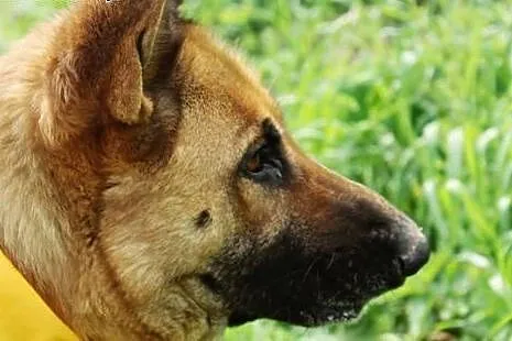 Chloe piękna sunia w typie owczarka niemieckiego.,