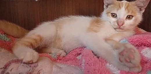 Rudo biały kociak do adopcji, mazowieckie Warszaw