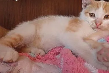Rudo biały kociak do adopcji, mazowieckie Warszawa