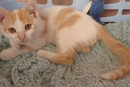 Rudo biały kociak do adopcji,  mazowieckie Warszaw