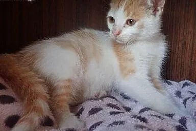 Rudo biały kociak do adopcji,  mazowieckie Warszaw