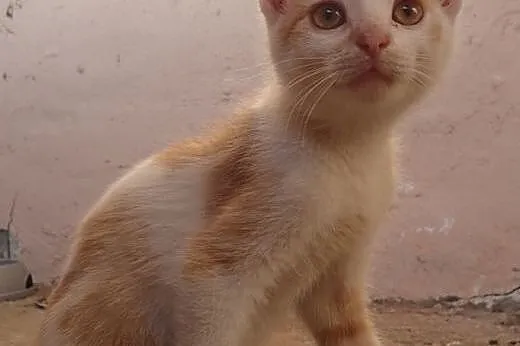 Rudo biały kociak do adopcji,  mazowieckie Warszaw