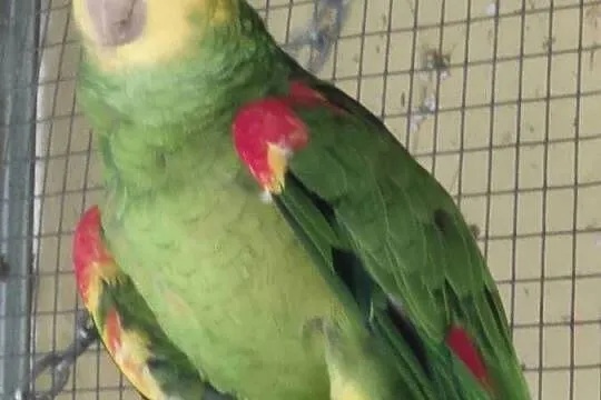Sprzedam papuga Amazonka