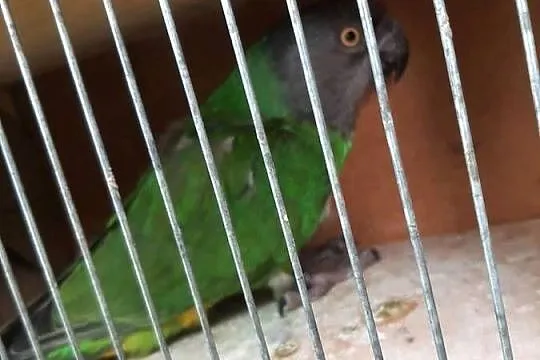 Afrykanka senegalska (senegalka) samica 22r