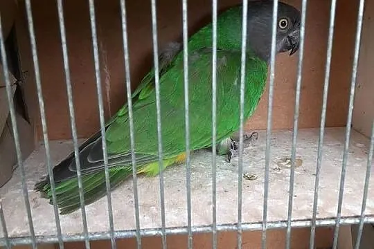 Afrykanka senegalska (senegalka) samica 22r, Małopolskie, Skała