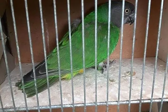 Afrykanka senegalska (senegalka) samica 22r, Małopolskie, Skała