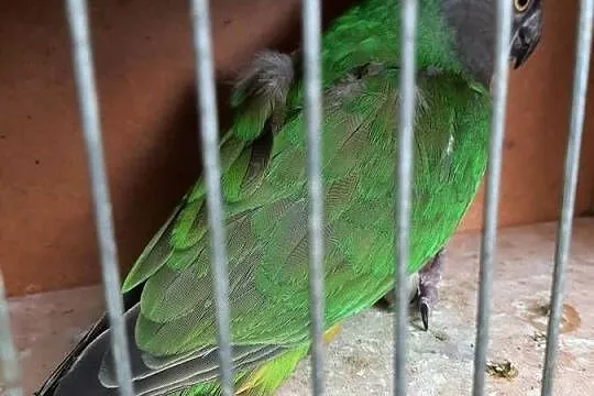 Afrykanka senegalska (senegalka) samica 22r, Małopolskie, Skała