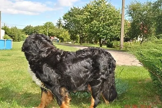 Berneński Pies Pasterski śliczne szcenieta-Metryka