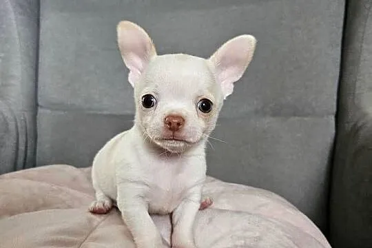 Chihuahua piękny piesek po rodzicach FCi