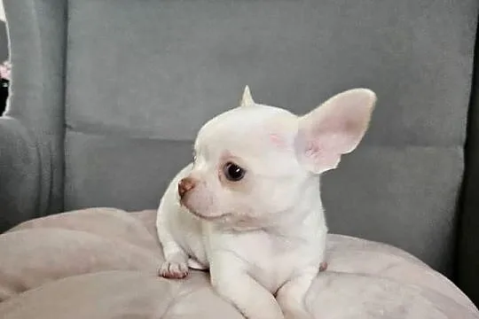 Chihuahua piękny piesek po rodzicach FCi, Małopolskie, Rajsko