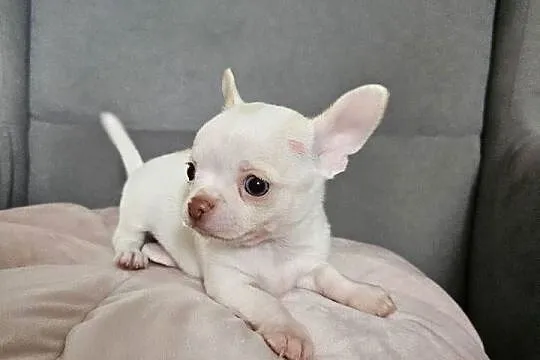 Chihuahua piękny piesek po rodzicach FCi, Małopolskie, Rajsko