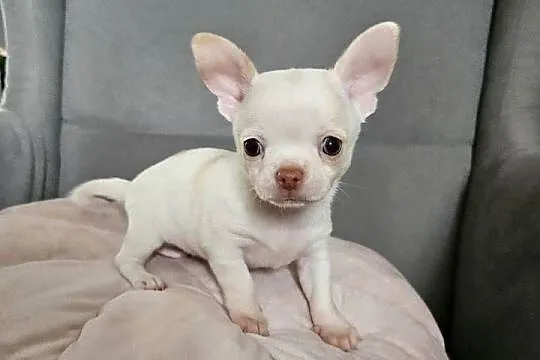 Chihuahua piękny piesek po rodzicach FCi, Małopolskie, Rajsko