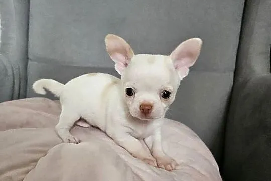 Chihuahua piękny piesek po rodzicach FCi, Małopolskie, Rajsko