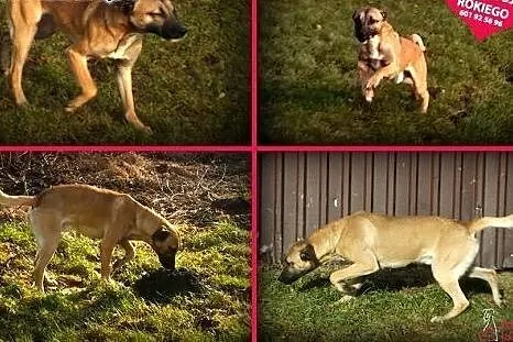 ROKI - roczny, pozytywny psiak o świetnym charakterze do adopcji,  mazowieckie Warszawa