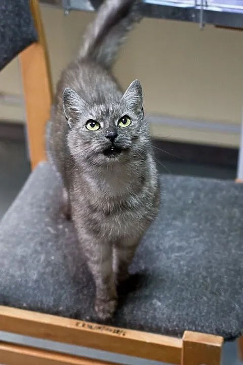 Tabby – delikatna piękność