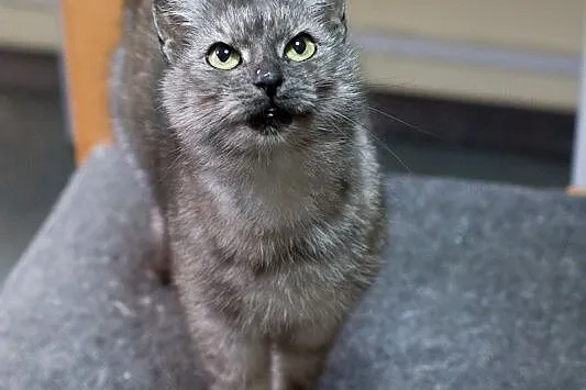Tabby – delikatna piękność