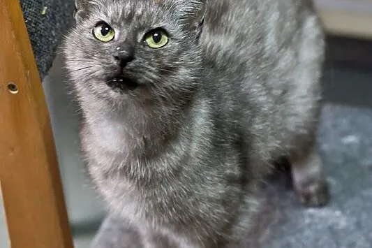 Tabby – delikatna piękność
