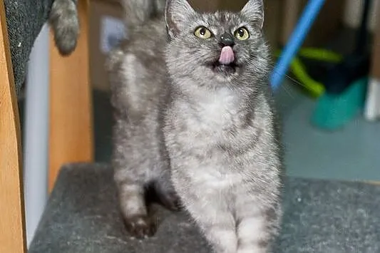 Tabby – delikatna piękność
