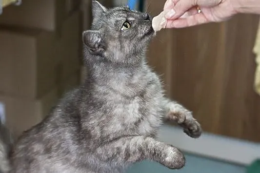 Tabby – delikatna piękność
