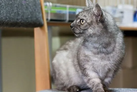 Tabby – delikatna piękność