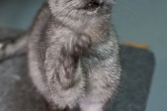 Tabby – delikatna piękność