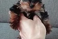Yorkshire terrier słodkie szczeniaczki miniaturki, Olsztyn