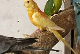 Papugi Świergotki Orange, Cienin Zaborny