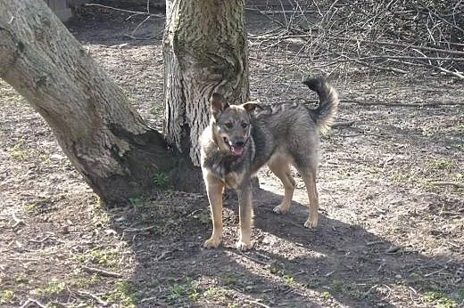 10 miesięczna Mia, przyjazna ale trochę nieśmiała 