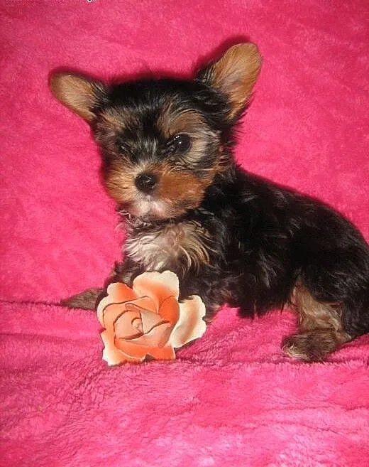 Yorkshire Terrier-sunia z rodowodem, dolnośląskie