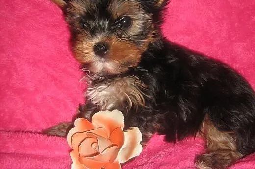 Yorkshire Terrier-sunia z rodowodem,  dolnośląskie