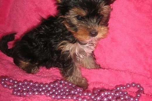 Yorkshire Terrier-sunia z rodowodem,  dolnośląskie