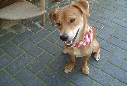Nex- młody i wspaniały kawaler do adopcji , mazow