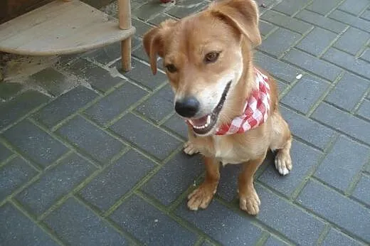 Nex- młody i wspaniały kawaler do adopcji ,  mazow