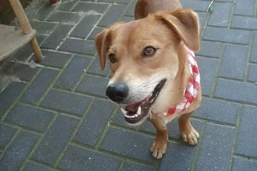 Nex- młody i wspaniały kawaler do adopcji ,  mazow