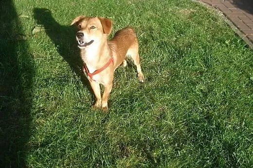 Nex- młody i wspaniały kawaler do adopcji ,  mazow