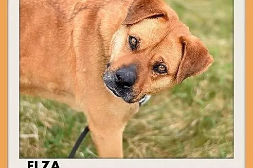 ELZA,średnia,łagodna,wesoła,towarzyska suczka.ADOP