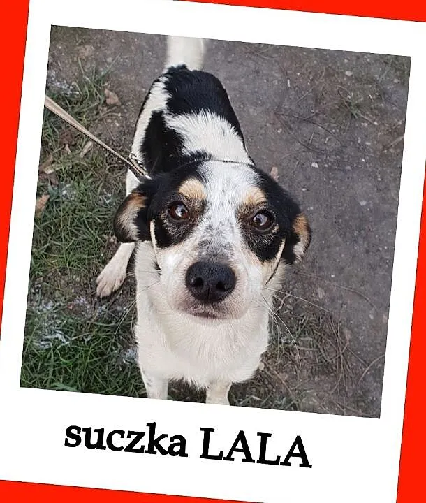LALA,młodziutka,mała sunia, łagodna,przytulaśna,grzeczna,przyjacielska.Adopcja., Małopolskie, Kraków
