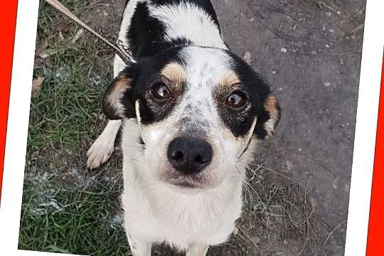 LALA,młodziutka,mała sunia, łagodna,przytulaśna,grzeczna,przyjacielska.Adopcja., Małopolskie, Kraków