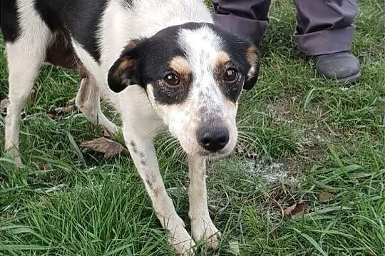 LALA,młodziutka,mała sunia, łagodna,przytulaśna,grzeczna,przyjacielska.Adopcja., Małopolskie, Kraków