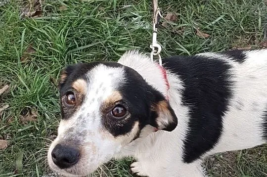 LALA,młodziutka,mała sunia, łagodna,przytulaśna,grzeczna,przyjacielska.Adopcja., Małopolskie, Kraków
