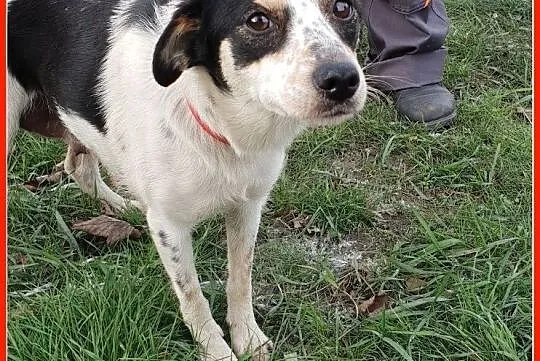 LALA,młodziutka,mała sunia, łagodna,przytulaśna,grzeczna,przyjacielska.Adopcja., Małopolskie, Kraków